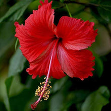Hibiscus Seeds for growers filling out the Hibiscus Rosa- flower bed patio pot