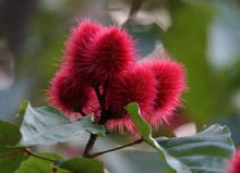 Light Purple Annatto Tree Seeds for a lasting addition to the landscape