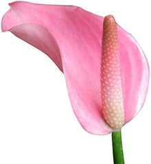 Anthurium Anthurium Andraeanum Seeds prized for indoor Decorative Planting