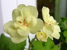 Geranium Seeds for reliable seasonal color