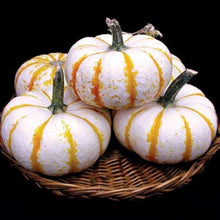 Lil' Pump Ke Mo Pumpkin Seeds for growers stocking the vegetable patch