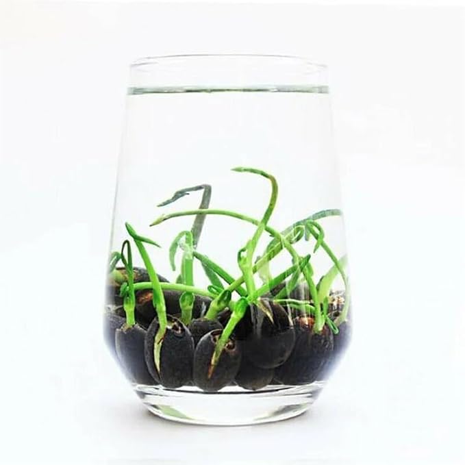 Lily Perfume Bonsai Lilium spp. flower seeds (20 pieces) for planting in indoor pots or balcony garden - for planting in home garden