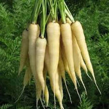 Snow White Carrot Seeds (Daucus carota) for a productive addition to the vegetable patch