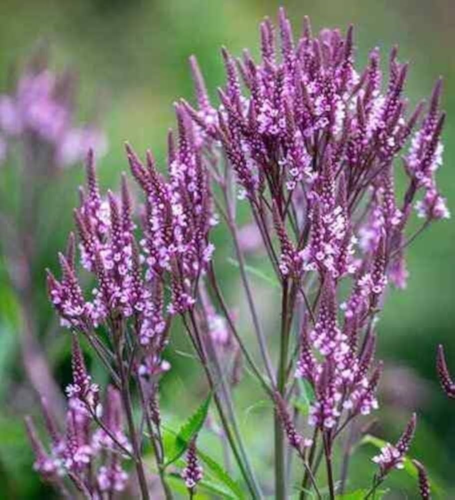 Blue Vervain Verbena hastata seeds for planting in native wildflower garden
