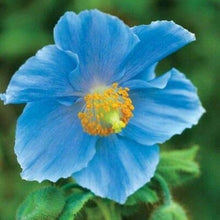 Persian Blue Nigella damascena flower seeds for planting in home garden or wildflower area - for planting in home garden