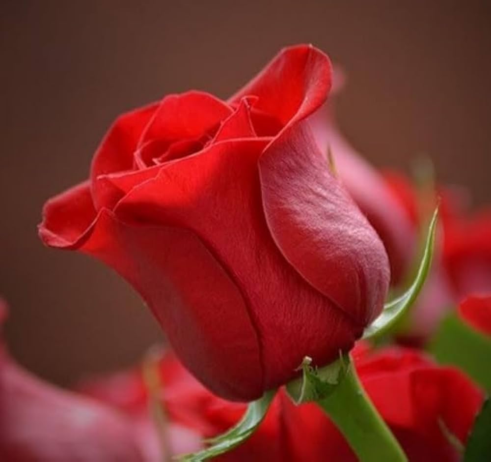 Snow Rose Flower ��������� Rosa spp. ��������� for planting in light red garden