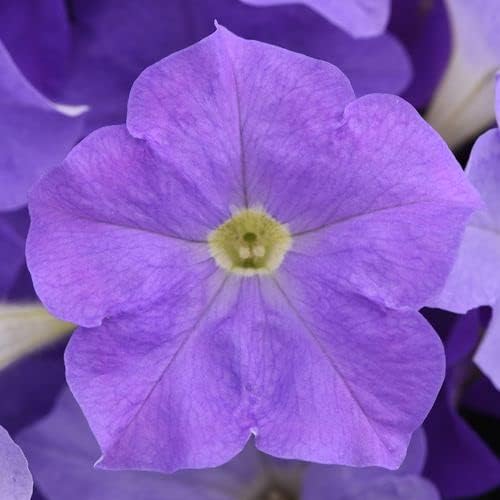 Petunia Petunia Hybrida Hanging Blue Morning Glory Rare Color Flower Seeds for Planting – Ideal for Outdoor Pots and Vertical Gardens