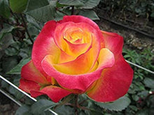 Colorful Roses with Red Edge Seeds for a lasting display in the Garden or Pots