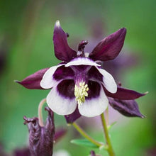William Guinness Columbine European Wildflower Seeds for colorful blooms in the garden
