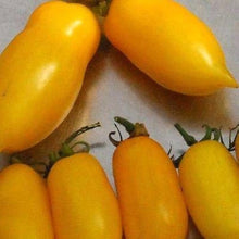 Banana Legs Tomato Seeds for growers stocking the vegetable patch