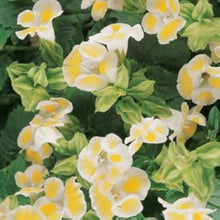 Torenia Torenia Fournieri Lemon Drop Seeds for growers planting the Shaded Hanging Containers