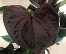Black Anthurium Andraeanum Seeds for gardeners building out beds and borders