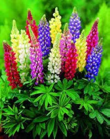 Russell Lupine Seeds for seasonal color across the Flower Bed & Garden