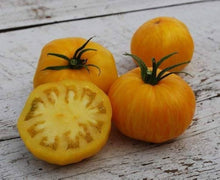 Giallo de Sommer Tomato Seeds (Solanum lycopersicum) for a fresh homegrown crop from the sweet, yellow, heirloom tomatoes in summer gardens