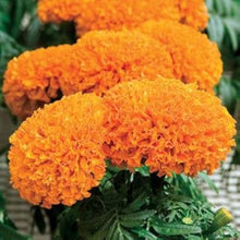 Heirloom Seeds for seasonal color across the Garden