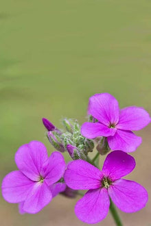 Dame's Rocket Seeds (Hesperis matronalis) for colorful blooms in the Flower Bed