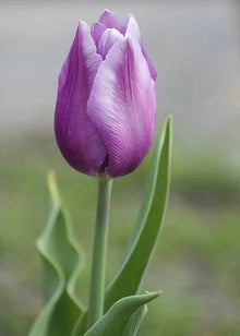 Purple and White Double Tulip Tulipa Gesneriana Seeds for a bright addition to the Flower Bed & Urban Garden
