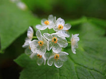 Transparent Rain-Activated Delicate Seeds for gardeners building out beds and borders