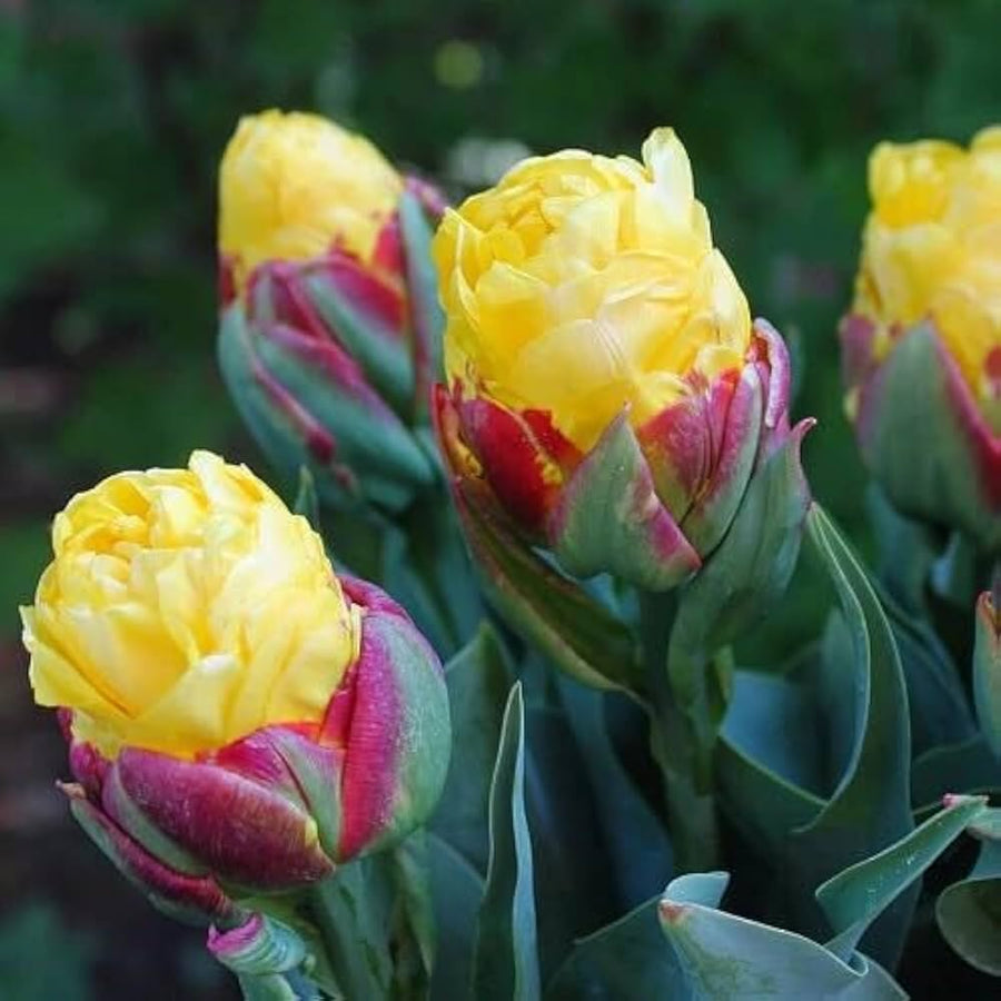 Tulip Ice Cream Like Bulbs for a bright addition to the Perennial Garden