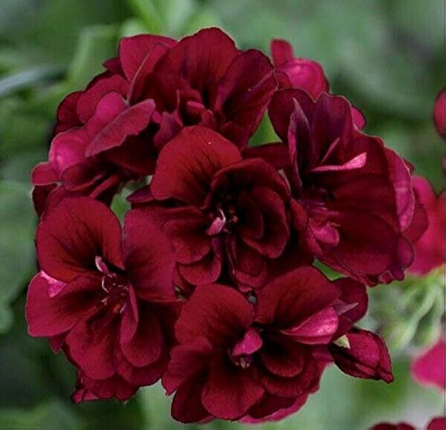 Geranium Pelargonium hortorum Saturn Red Flare flower seeds for planting in indoor pots or garden containers - for planting in home garden