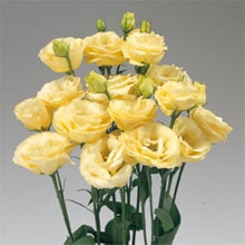 Yellow Lisianthus Seeds grown for elegant Yellow Flowers