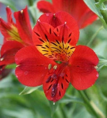 Peruvian Lily Alstroemeria Seeds for gardeners building out beds and borders