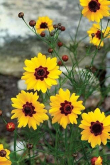 Coreopsis Rosea Coreopsis Rosea Seeds for reliable seasonal color
