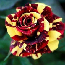 Dark Red and Mixed Rare Yellow Rose Seeds for gardeners building out beds and borders