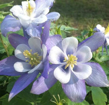Aquilegia Seeds for growers seeking a long-blooming display