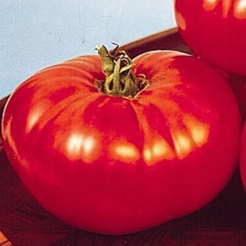 Beef tomato blue seeds for giant tomato trees in garden