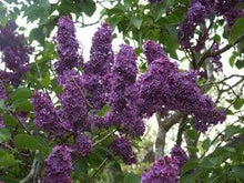 Old Fashion French Lilac Seeds (Syringa vulgaris) for growers filling out the Flower Home Gardens
