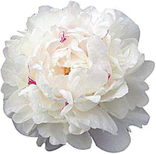 Festiva Maxima Peony Seeds (Paeonia lactiflora) for a bright addition to the home garden and ornamental borders