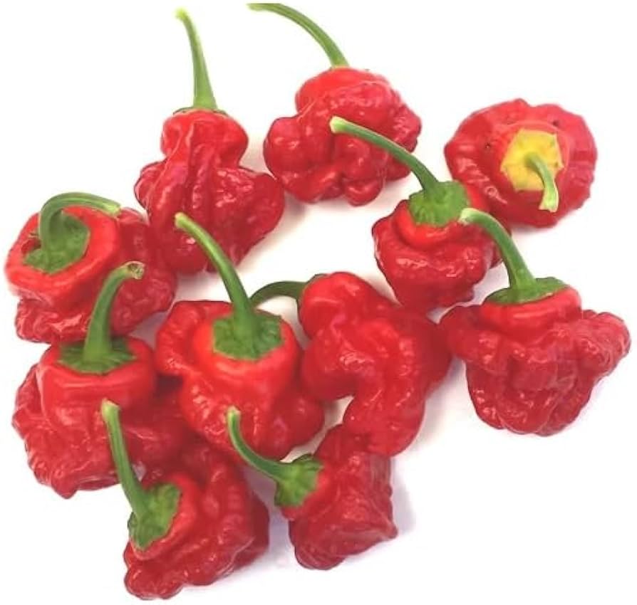 Jamaican Chilli Pepper Plants + Seeds for home growers seeking a reliable harvest