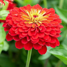Red Zinnia Seeds (Zinnia elegans) for growers filling out the Flower Pollinator Patch