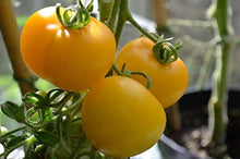 Pineapple Tomato Seeds (Solanum lycopersicum) for a fresh homegrown crop from the kitchen garden