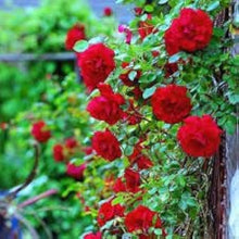 Climbing Rose Seeds for vertical growth across the Colors Garden Trellis