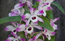 December Orchid Seeds for growers filling out the Dendrobium bed indoor garden