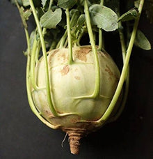 Early White Vienna Kohlrabi seeds