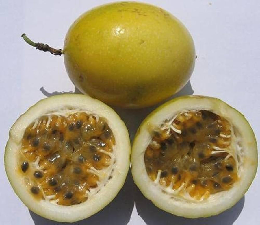Yellow Passion Fruit Passiflora Seeds