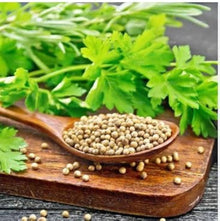 Pallas Coriander Coriandrum Sativum Seeds for cooks growing the Herb Garden & Vegetable Patch
