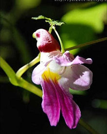 Colorful Parrot Orchid Seeds valued for bonsai & High-Quality Flower Plants