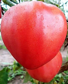 Red Heart Tomato Seeds prized among growers for fresh Eating