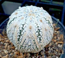 Astrophytum Super-KABUTO Seeds (REDFlowersSAMEN seltenen) for reliable seasonal color
