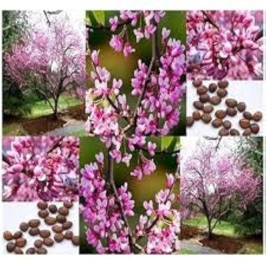 Eastern Redbud Tree Seeds