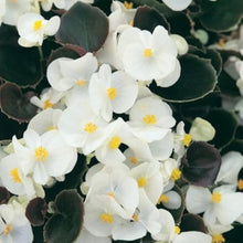 Go Go White begonia Begonia semperflorens seeds for planting in home gardens - for planting in home garden