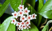 Hoya Orchid Seeds (Hoya spp.) for colorful blooms in the Indoor Garden