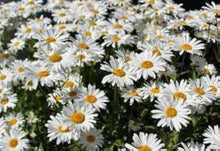 Shasta Daisy Seeds for growers seeking a long-blooming display