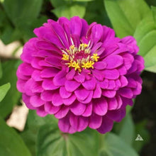 Zinnia Zinnia Elegans Purple Prince Seeds valued for colorful Cut Flower Displays