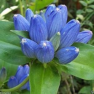 Gentiana andrewsii (bottle gentian) for planting in flower garden