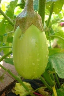 Frame Boaling Seeds known for landscaping (4G / 50